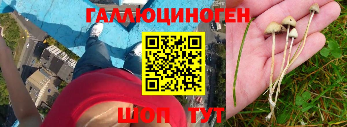Псилоцибиновые грибы GOLDEN TEACHER Надым